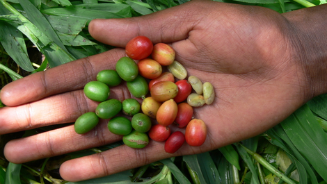 Arabica coffee fruits, southwest Ethiopia.